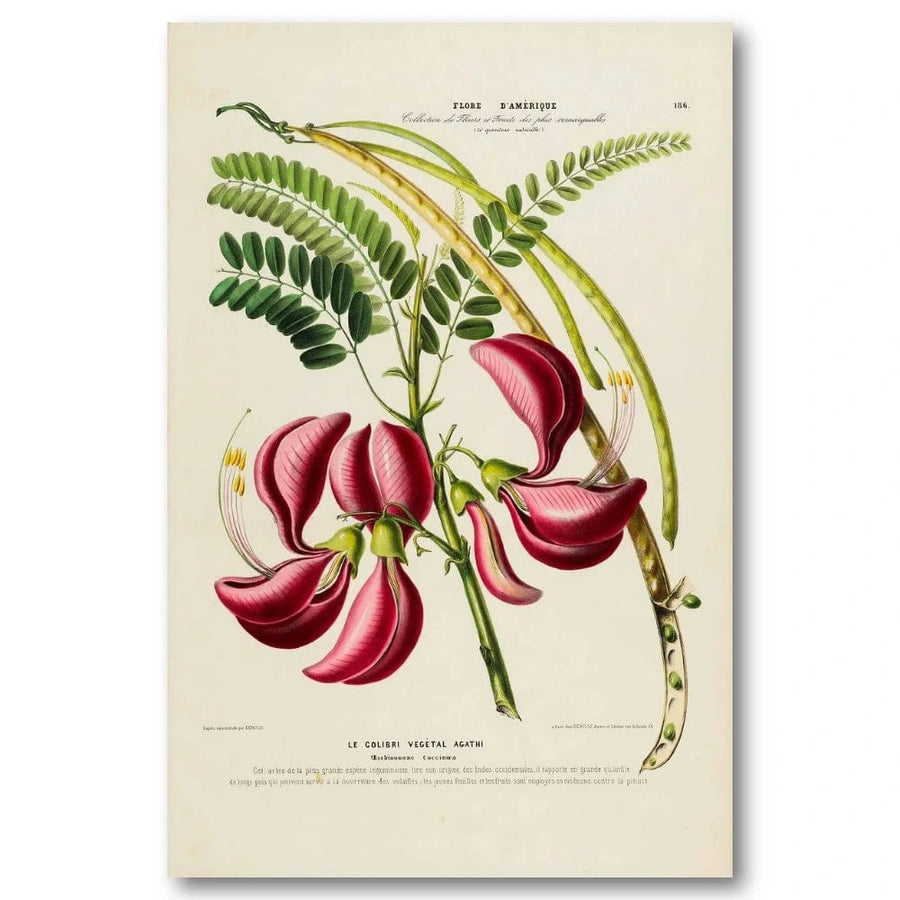 Sesbania Grandiflora Art Print