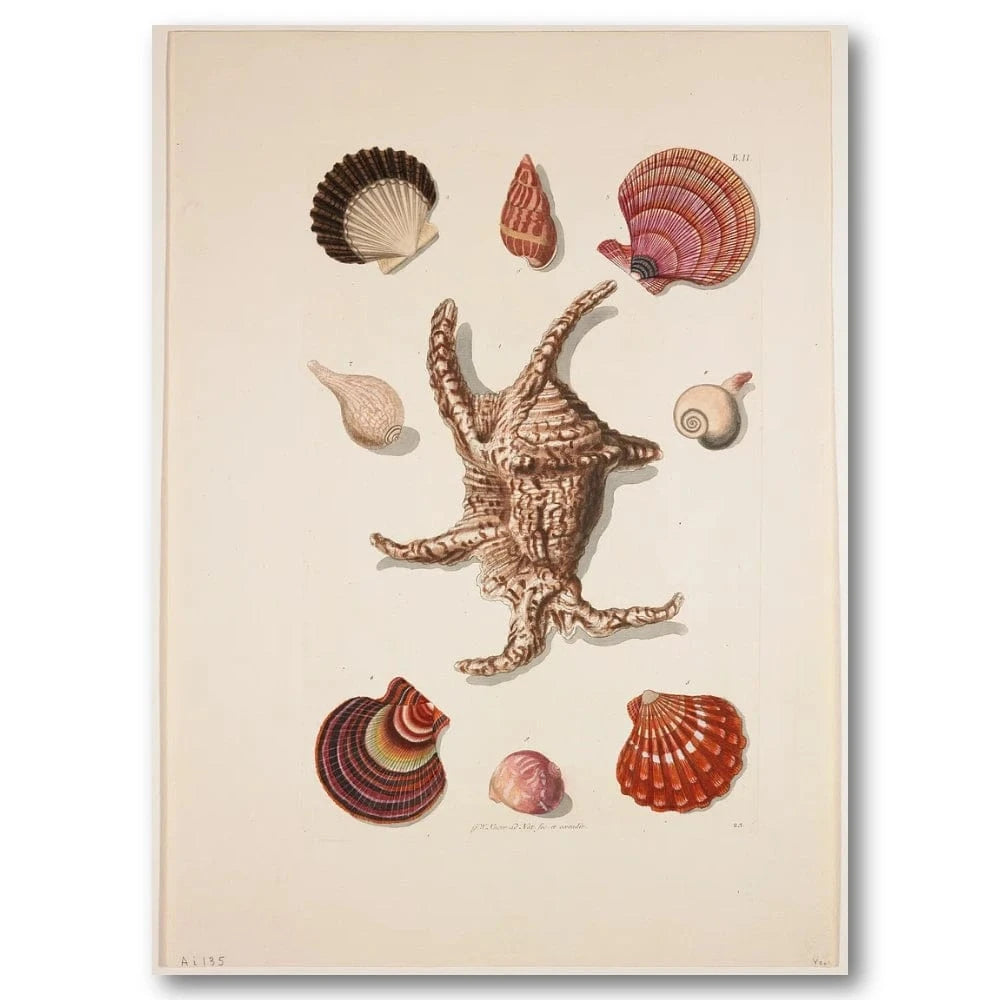 Collection of Shells 8 Vintage Art Print – Stone and Gray