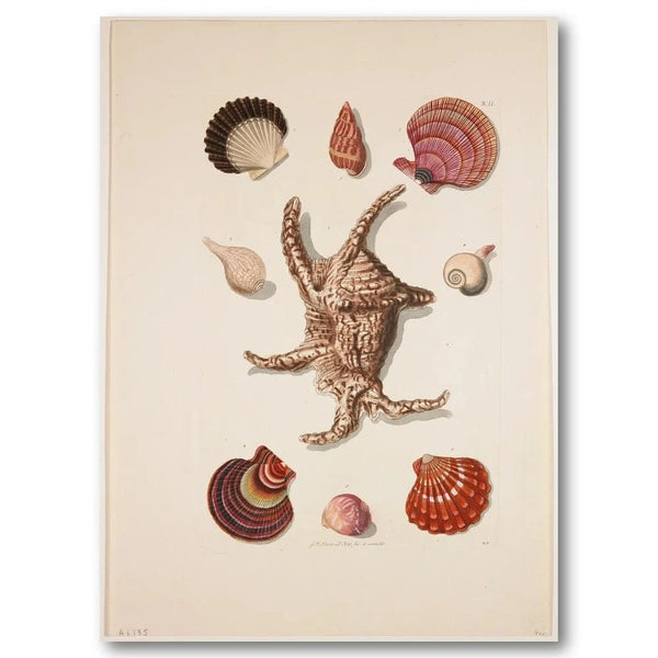 Collection of Shells 8 Vintage Art Print