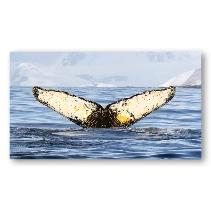 Whale Tail Show Photo Print