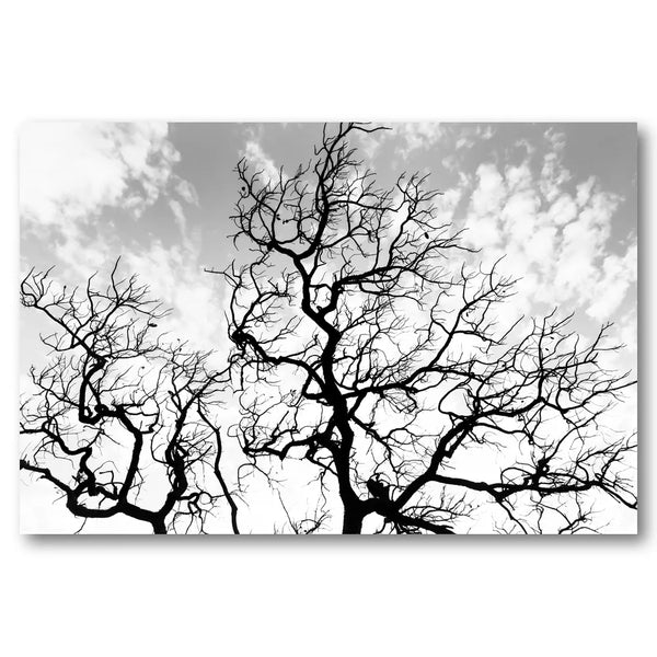 Silhouetted Tree Branches Photo Print