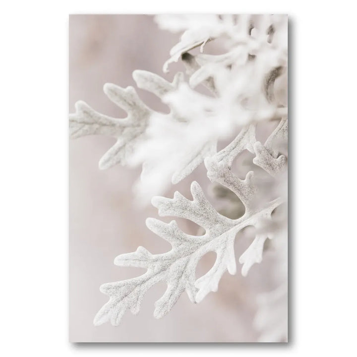 Silver Dusty Miller Leaves Photo Print