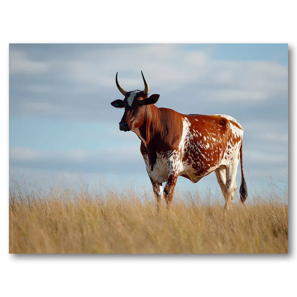 Nguni Cow in Open Landscape Roan And White Horned Cow Art Print