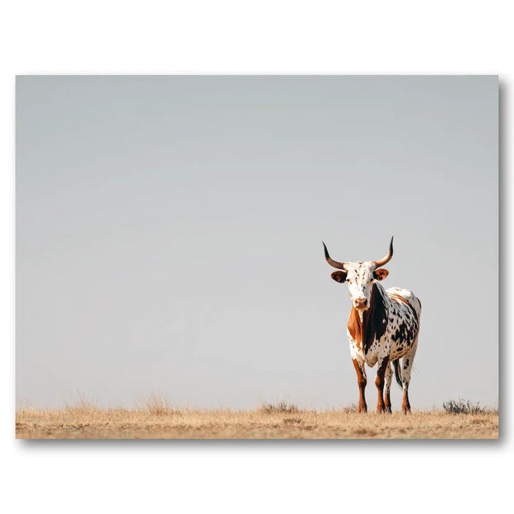 Nguni Cow in Open Landscape Art Print
