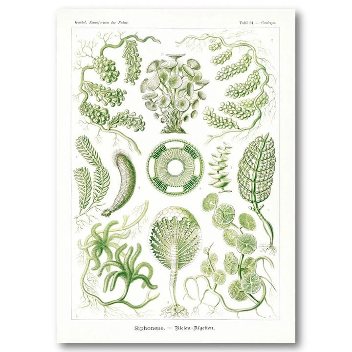 Siphoneae Botanical Illustration Art Print