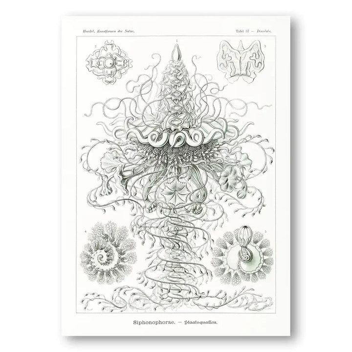 Siphonophorae Coastal Art Print