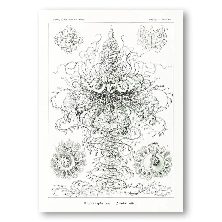 Siphonophorae & Hexactinellae Pair Art Prints in a room setting