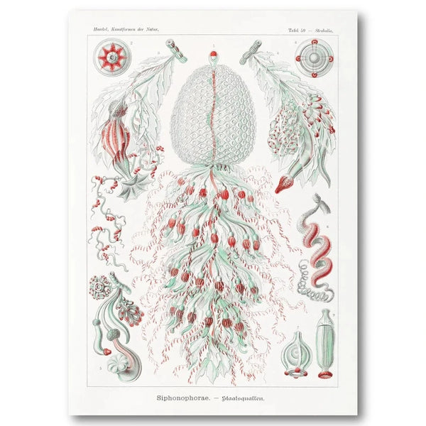 Siphonophorae Vintage Illustration Art Print