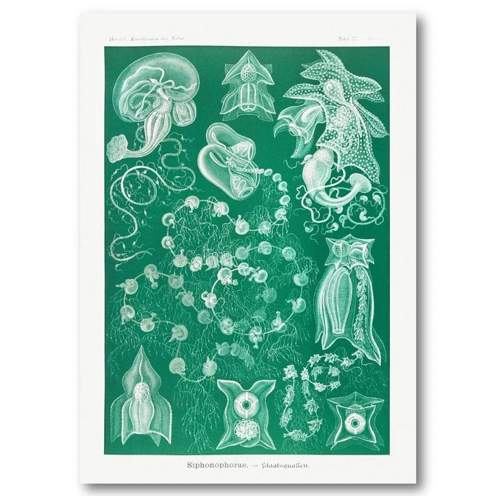Siphonophorae Marine Life Art Print