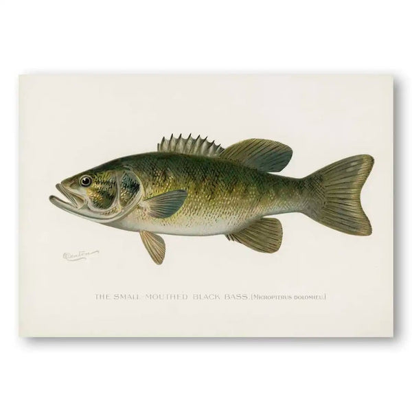 Small-Mouthed Black Bass Vintage Fish Art Print