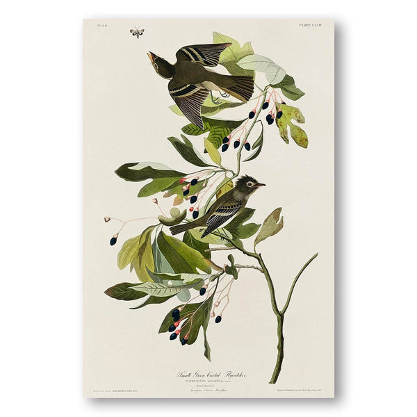 “Small Green Crested Flycatcher by John James Audubon Art Print”