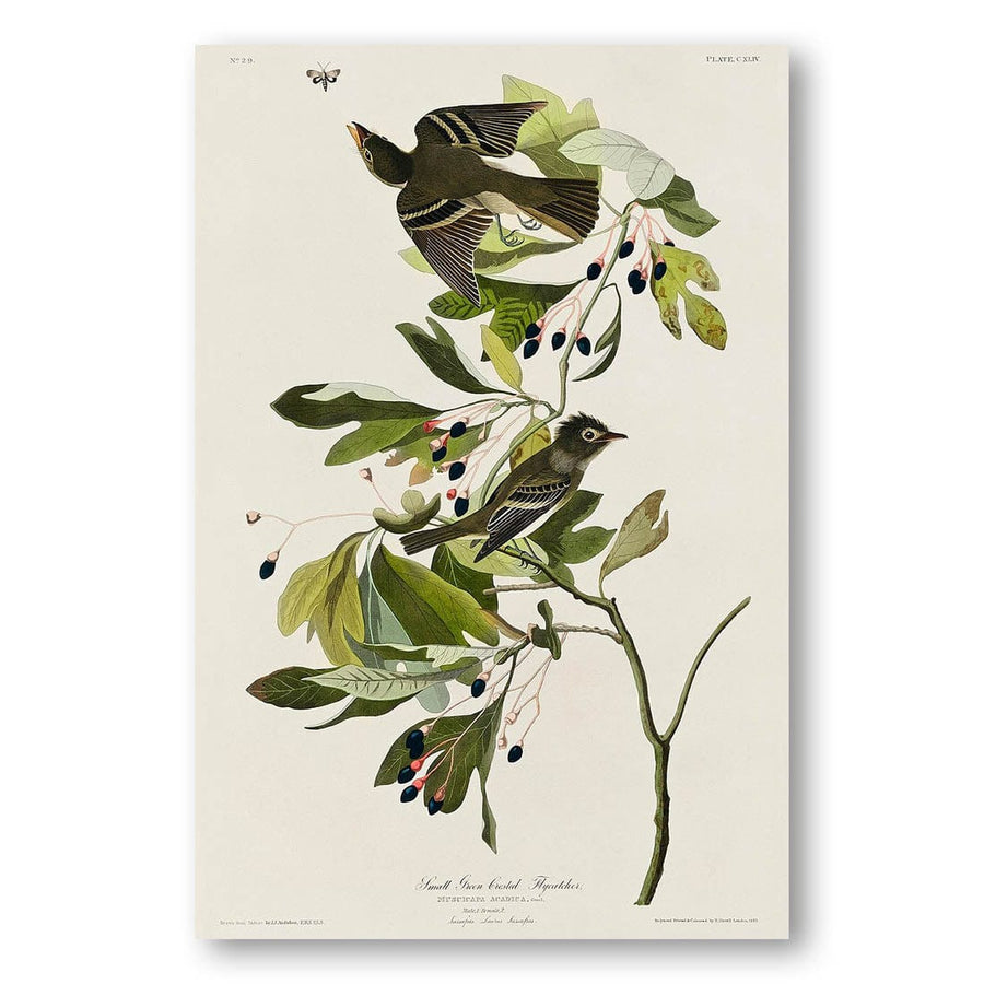 “Small Green Crested Flycatcher by John James Audubon Art Print”