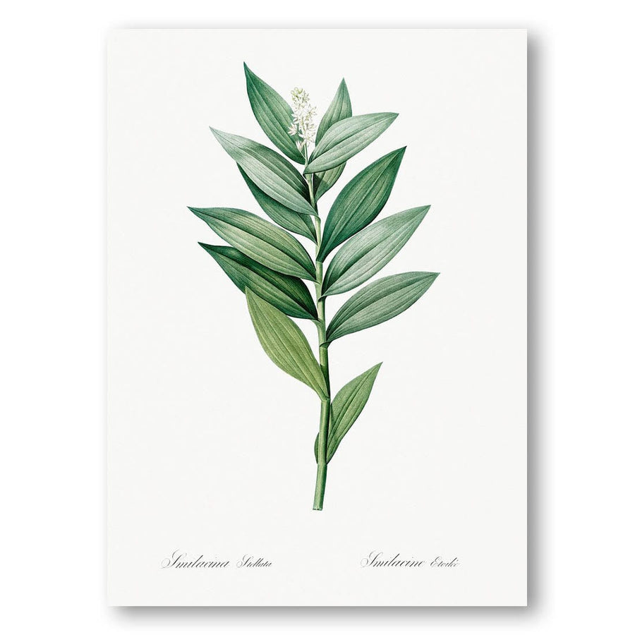 Smilacina stellata by Pierre-Joseph Redouté Art Print