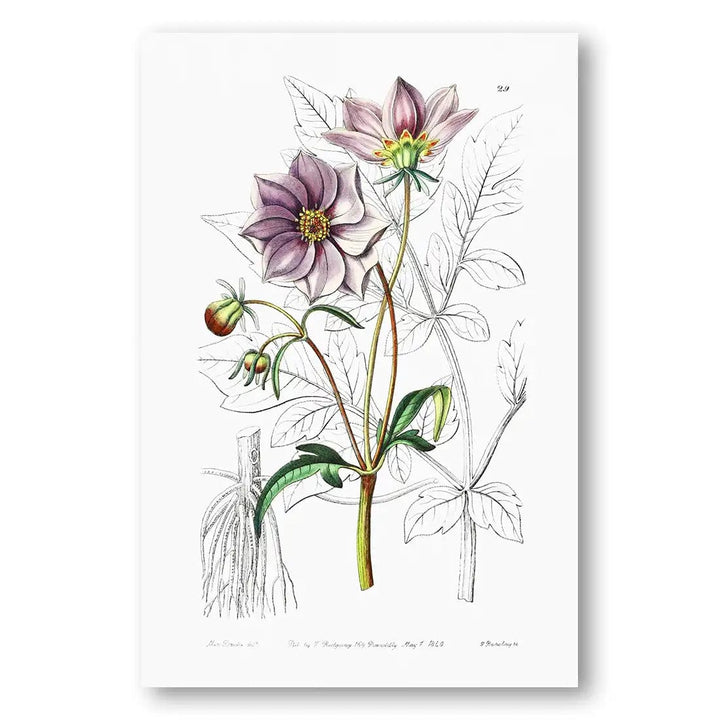 Smooth Dwarf Dahlia Botanical Art Print