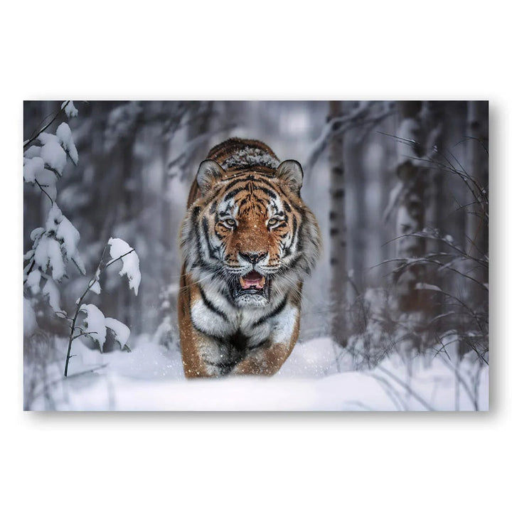 Snowbound Majesty Photo Print