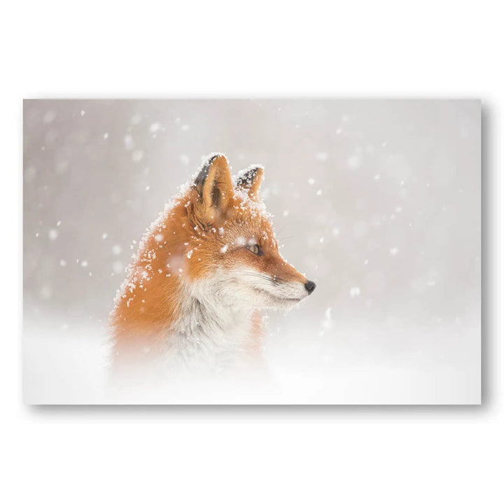 Winter Fox Serenity Photo Print