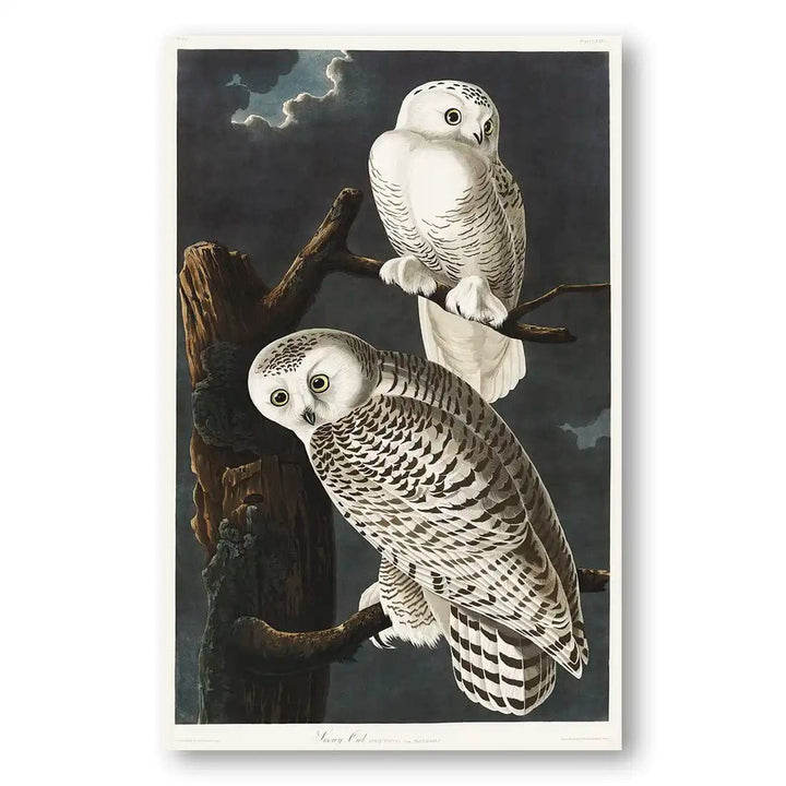 Snowy Owls by John James Audubon Art Print