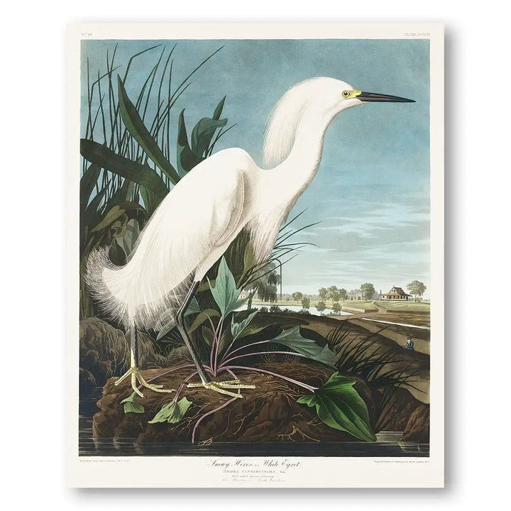 Snowy Heron by John James Audubon Art Print