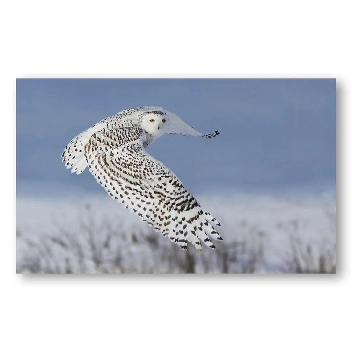 Snowy Owl Flight Photo Print