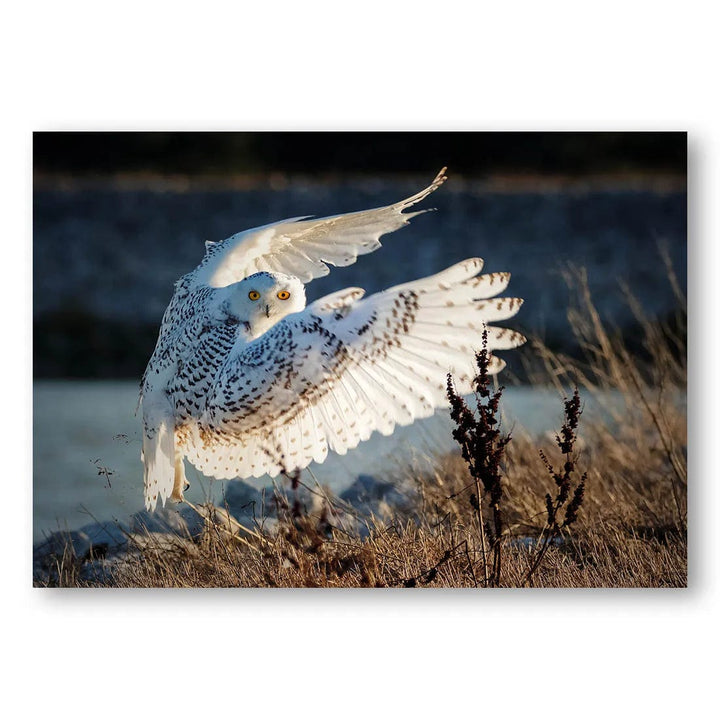 Wings Of The Snowy Dawn Photo Print