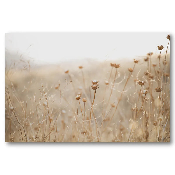 Soft Dry Meadow Photo Print