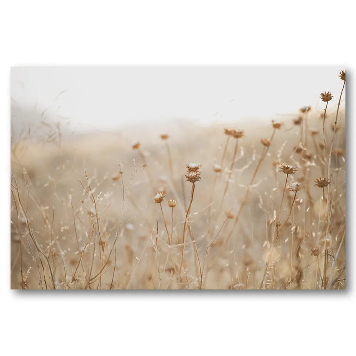 Soft Dry Meadow Photo Print