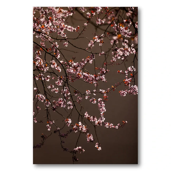 Soft Glowing Blossoms Photo Print