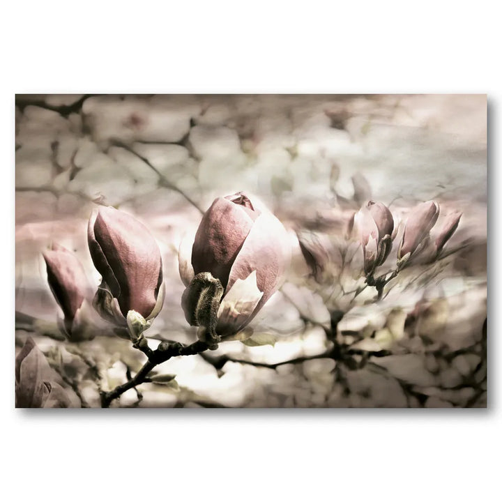 Soft Magnolia Buds Photo Print