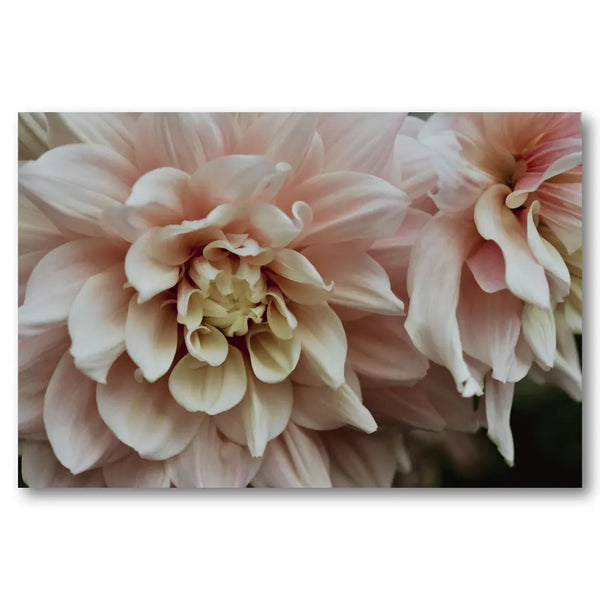 Soft Pink Dahlias Photo Print