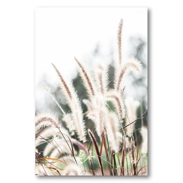 Soft Prairie Grass Photo Print