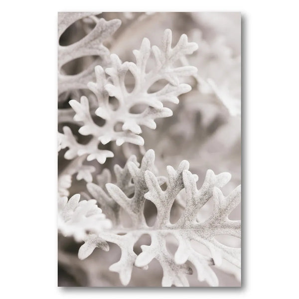 Soft Silver Leaves Photo Print