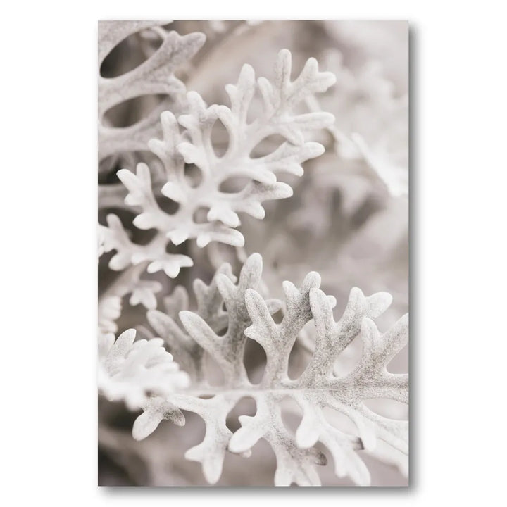 Soft Silver Leaves Photo Print