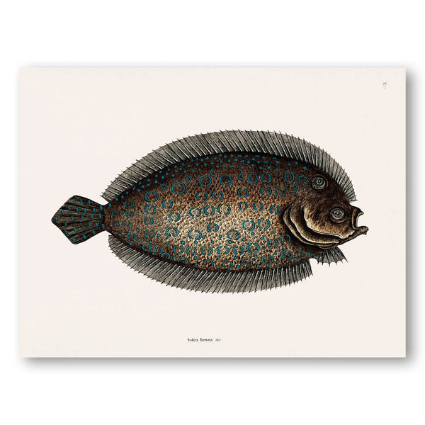 Sole Fish by Mark Catesby Art Print