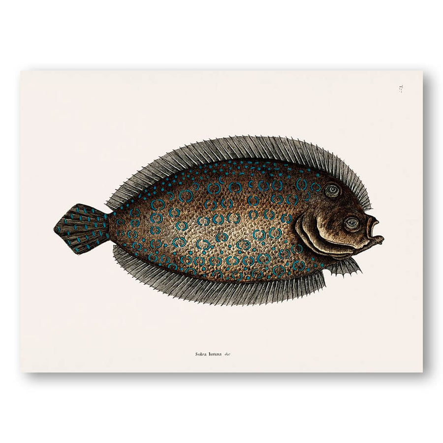 Sole Fish by Mark Catesby Art Print