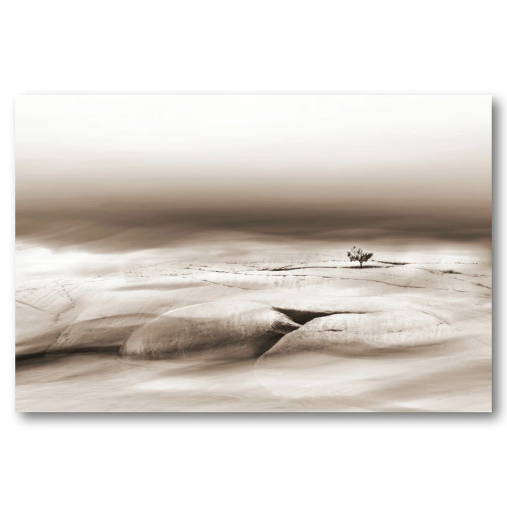 Solitary Desert Tree Photo Print