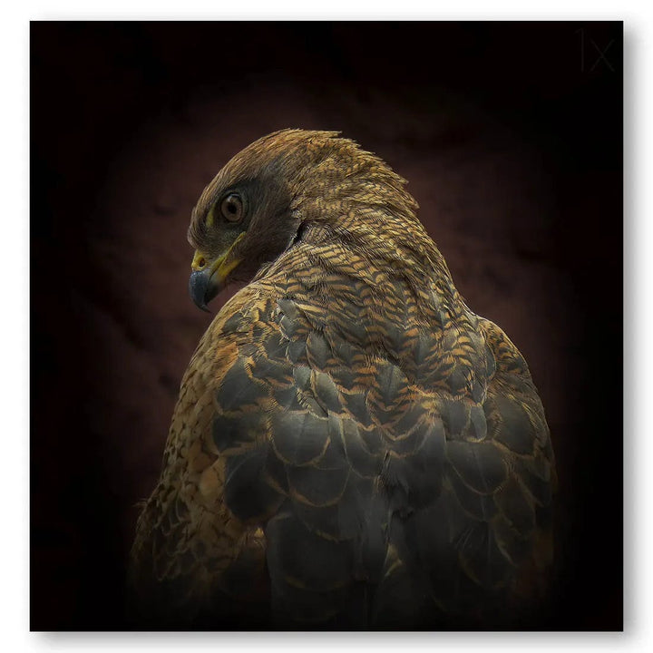 Savanna Sentinel Hawk Photo Print