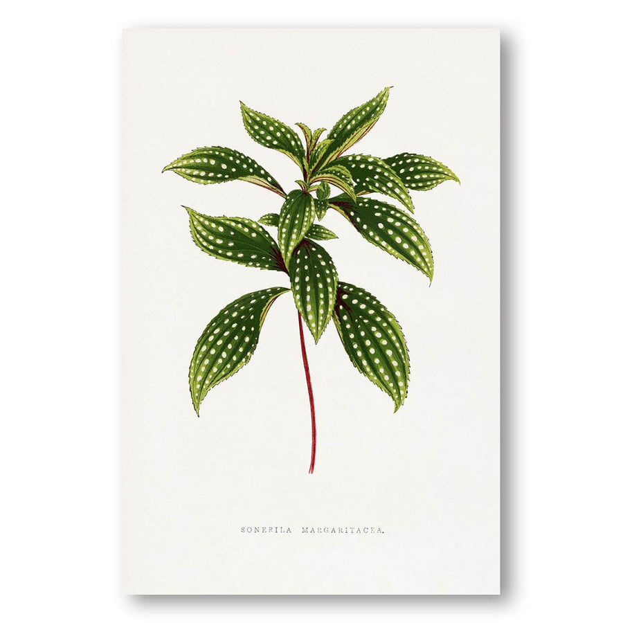 Sonerila Margarita Leaf Illustration Art Print