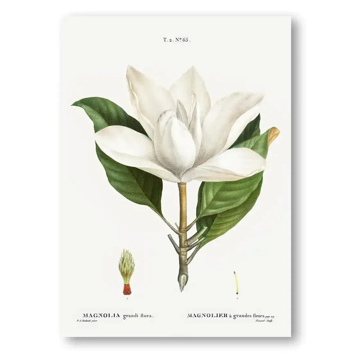 Southern Magnolia Blossom Vintage Botanical Art Print