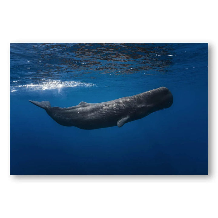 Ocean Giant Photo Print