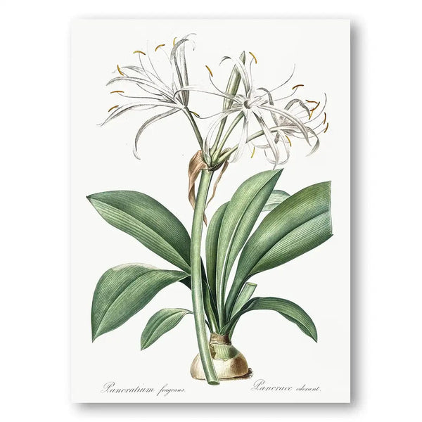 Spider Lily Vintage Botanical Art Print