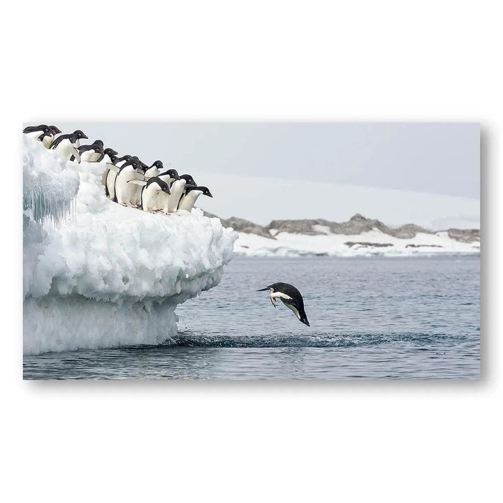 Penguin Plunge Splash Photo Print