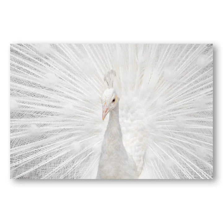 Majestic White Splendor Photo Print