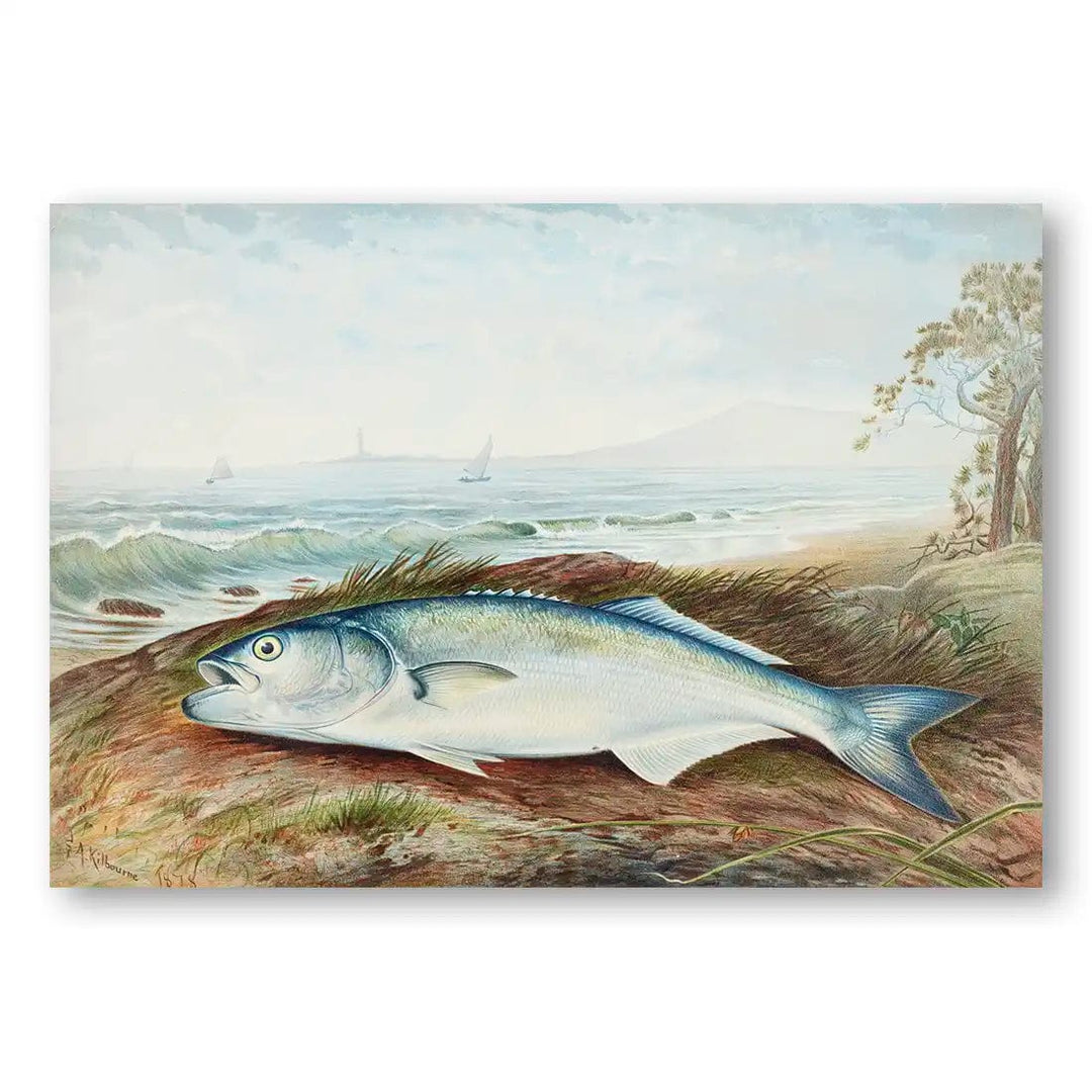 Sprat By Samuel Kilbourne Fish Art Print