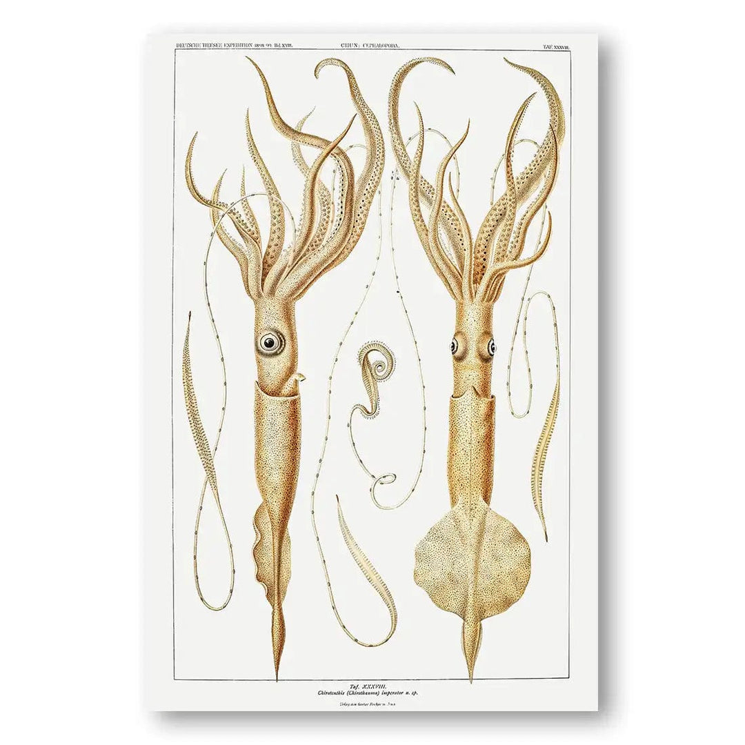 Squid Illustration Art Print 2