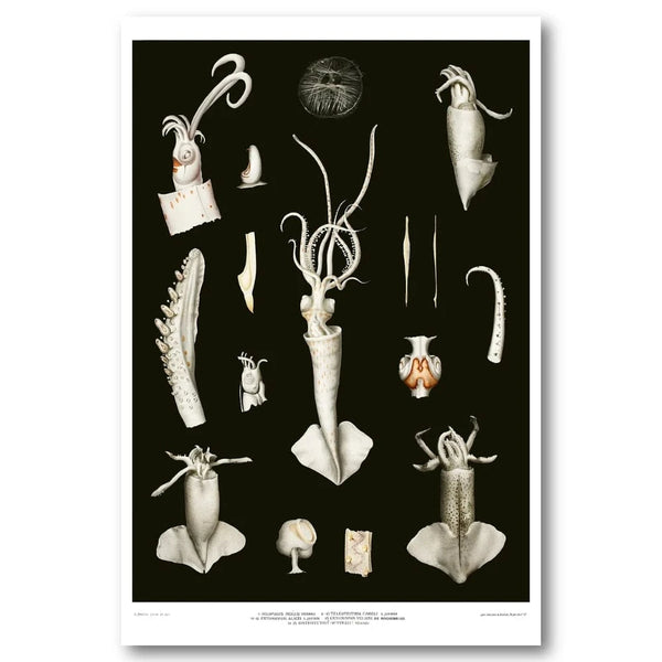 Squid Varieties Scientific Art Print