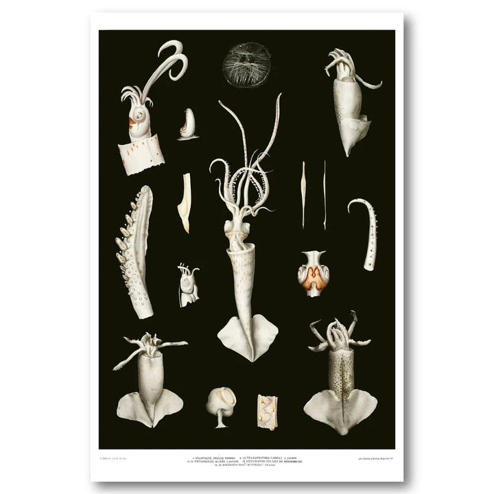 Squid Varieties Scientific Art Print