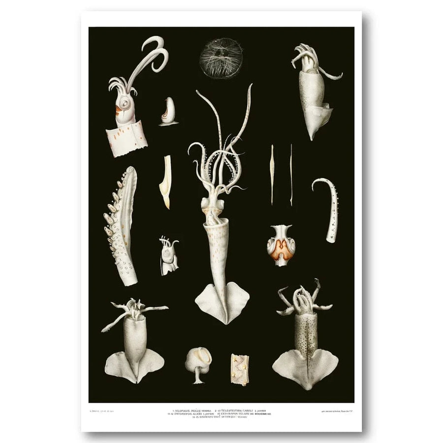 Squid Varieties Scientific Art Print