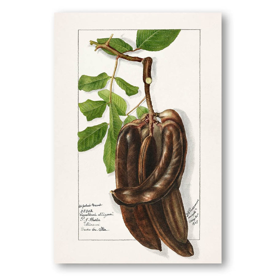 St Johns Bread by Deborah Griscom Passmore Art Print