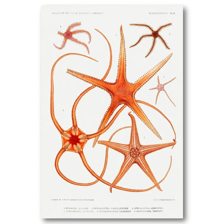 Starfish Varieties by Albert 3 Art Print