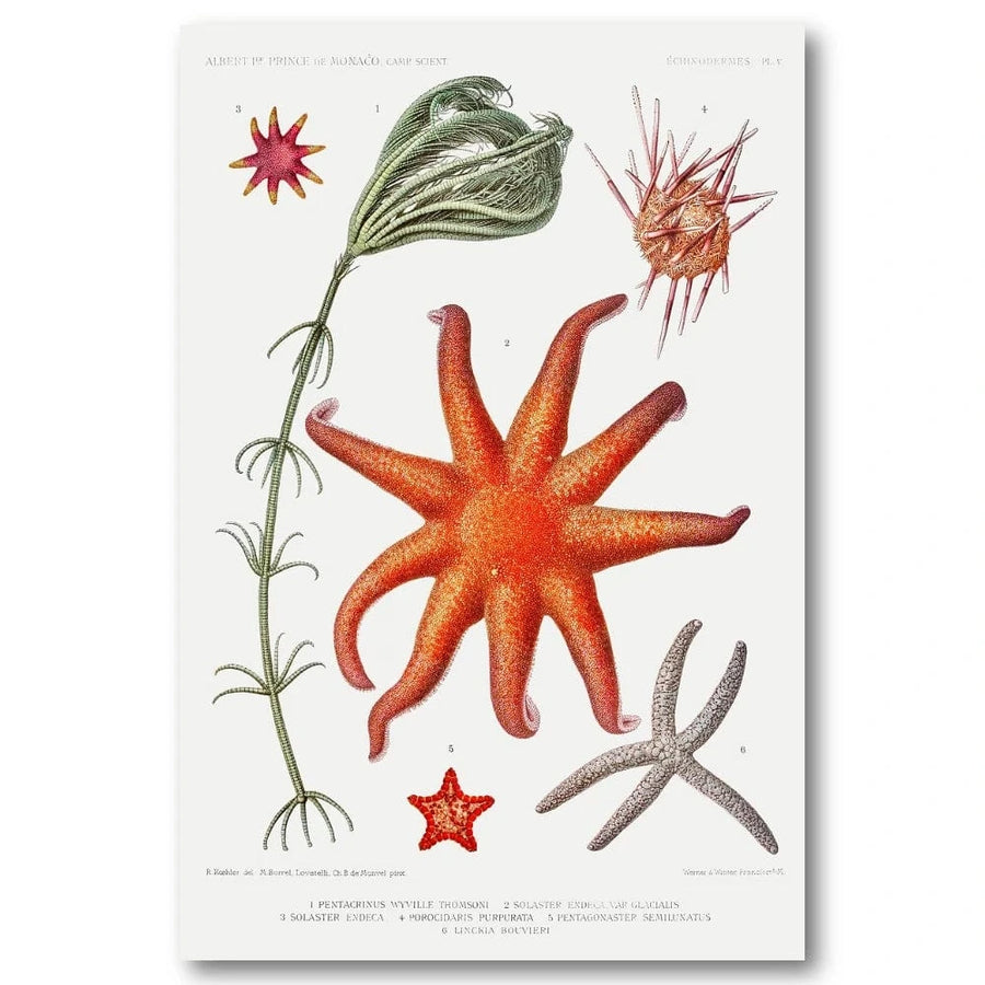 Starfish Varieties by Albert 2 Art Print
